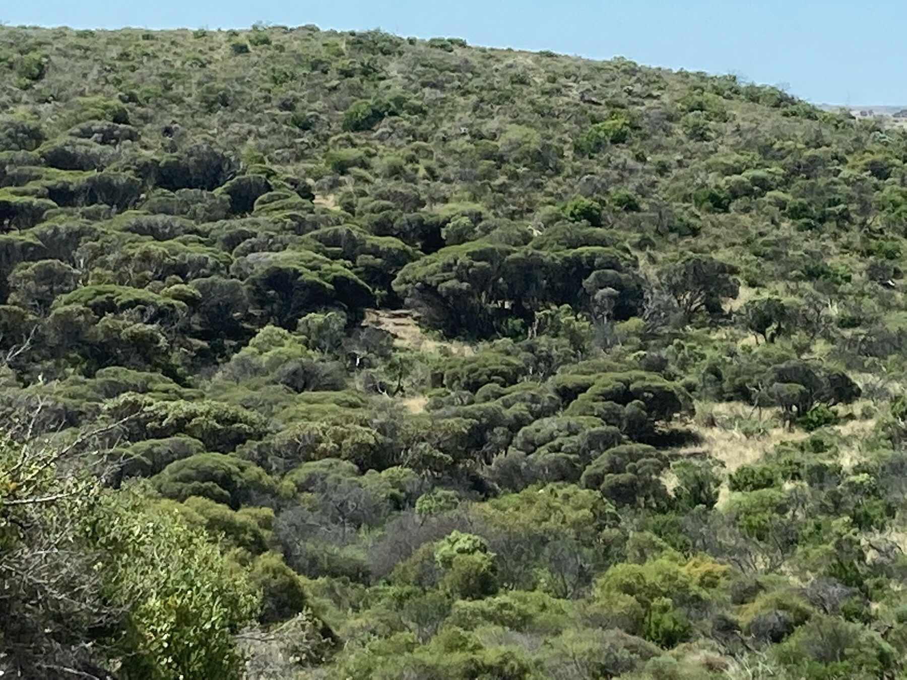 Dense native coastal bushland set aside for conservation on the Abrolhos property